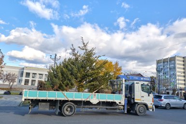Высадка крупномерных елей на проспекте Победы пресс-служба администрации Южно-Сахалинска